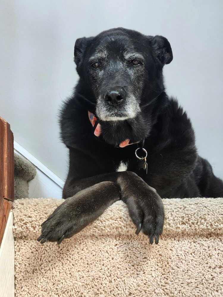 Cane anziano