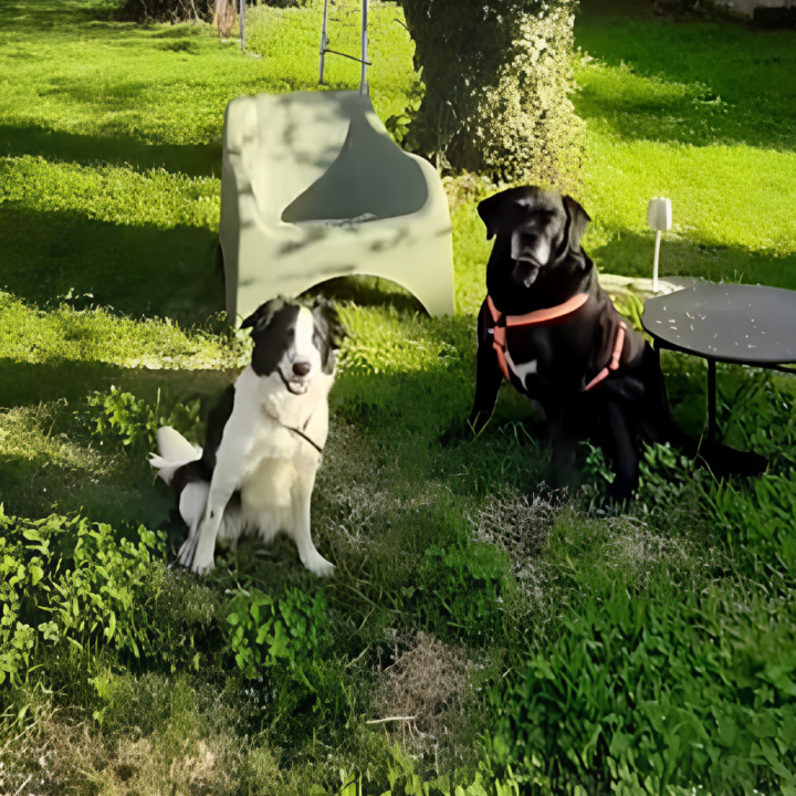 area cani privata varedo