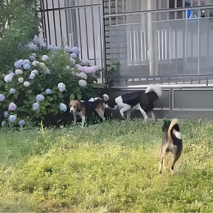area cani privata varedo