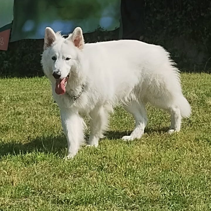 Area cani privata Cesano Maderno