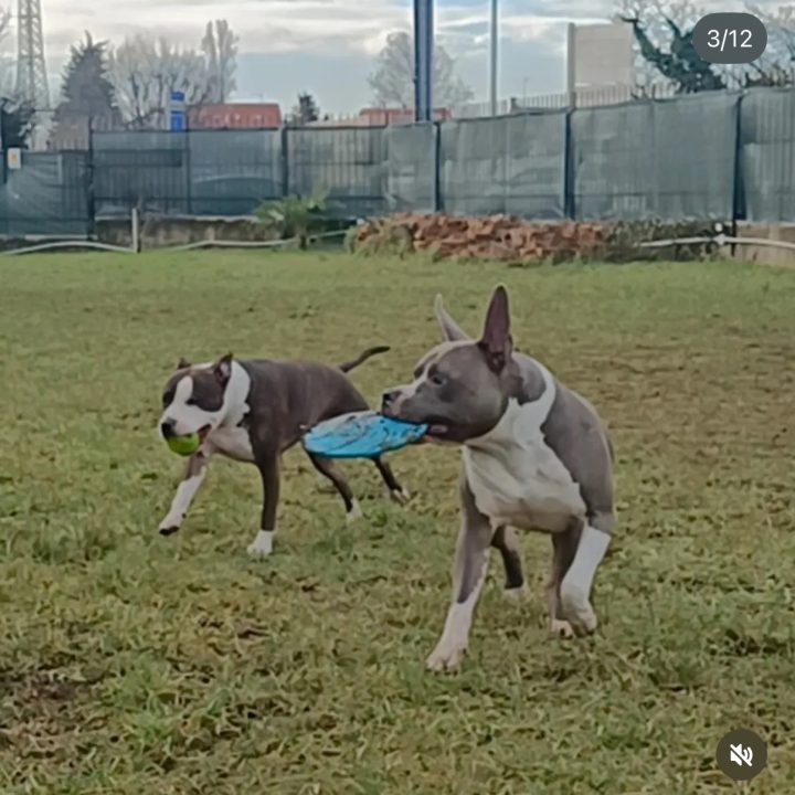 Area cani privata Cesano Maderno